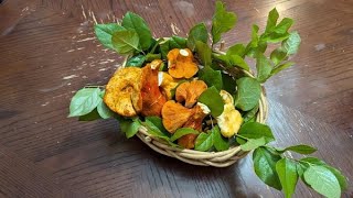 Oregon Coast Mushrooms