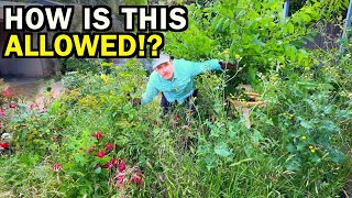 This Yard Was a DISASTER – But Look at It Now!