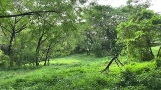 2 Minutes of Peace: Green Field Ambience near Batangas State University [4K]