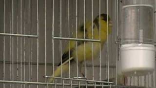 Dutch Frill Canary
