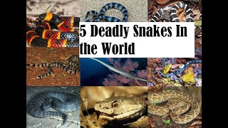 5 Deadly Snakes In The World |  Deadly Snakes In The World