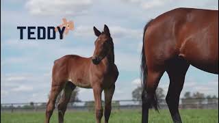 How good is this Tactical Approach foal?