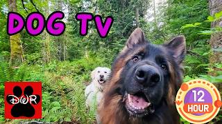 DogTV 🐾🐶🐕🐩  Keep your dog busy while you are away or entertained while you cuddle