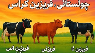 🔥 ماشاءاللہ خوبصورت گبھن گائیاں | چولستانی فریزین کراس | فریزین کراس کلیکشن 2025 🔥