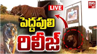 Rajahmundry Captured tiger released into Papikonda National Park LIVE | పెద్దపులి  రిలీజ్ | BIG TV