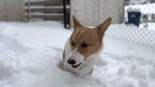 More Hammond in the Snow Adventures