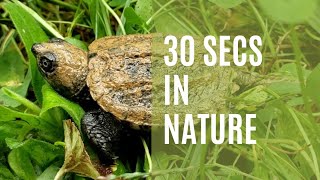 Baby Snapping Turtle | Tiniest Turtle I Have Ever Seen!