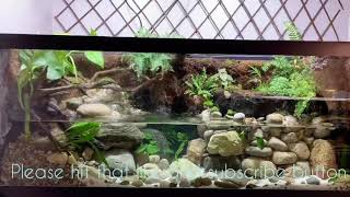 River stream paludarium build video