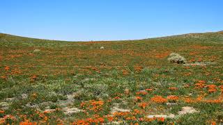 Susheel Dogra Live Stream