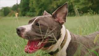 Music video Pitbull