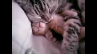 Cat puppy nightmare