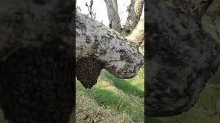 Naresh Kumar is live!