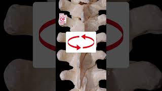 Do you have a flat or very straight thoracic spine?