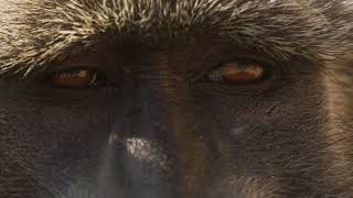 PLANET EARTH III new TV Mini-Series