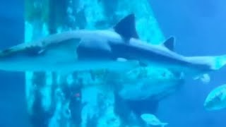 London Sealife Centre.