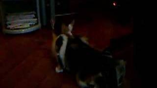 Cat Orgy