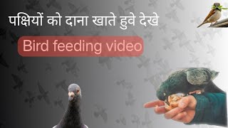 पक्षियों को दाना खाते हुवे देखे || Bird feeding video 🫡🇮🇳 India