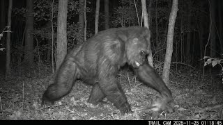 New Real Bigfoot Videos that CAN'T Be AI
