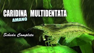 Caridina MULTIDENTATA (Amano, ex Japonica): Complete Sheet
