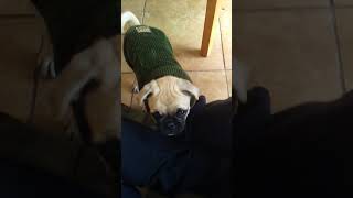 Omar the pug unhappy time