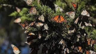 Monarch Butterflies Roosting in Santa Cruz, 11/2022