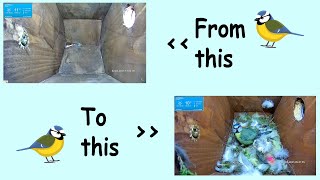 Empty nest box - first egg. 10 minute time lapse. Blue tit nest. #timelapse #edit #nature