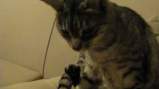 My cat Fred (Winnifred) grooming herself