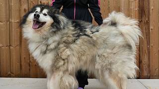 The Most Incredible Grooming Transformation of My ENTIRE Career! | Husky