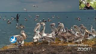 Birds on the Bay Webinar