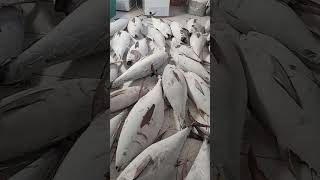 Fishing Storing For Tuna
