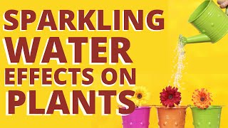 Sparkling Water Effects On Plants #AllAboutWaterFilters