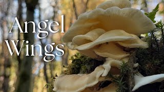 Angel Wings Mushrooms