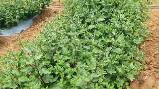 Chrysanthemum flower cultivation #cultivation