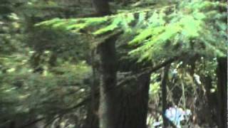 Black Bear in Poconos (2/5)