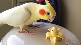 Ranking The Funniest Parrot Moments 2025 🦜😂