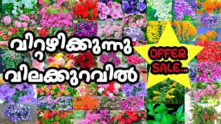 🌺😱🔥പുതിയ ചെടികൾ വിറ്റഴിക്കുന്നു /Cheap Rate Plants Sale Video