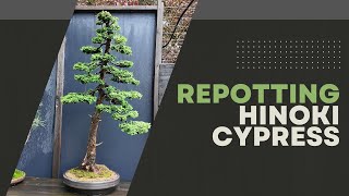 Repotting A 60 Year Old Hinoki Cypress Bonsai (In Late Spring)