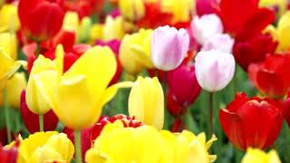 Field of Colorful Spring Tulips. Skagit Valley Tulip Festival, Washington
