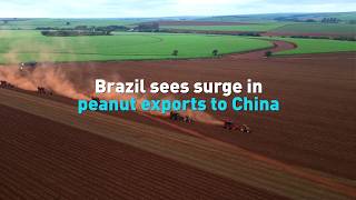 Brazil sees surge in peanut exports to China