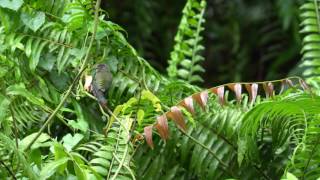 Lineated Barbet