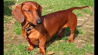 Dachshund - Dackel #dackel #dachshund
