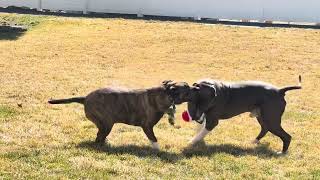 Two Pitbulls having fun