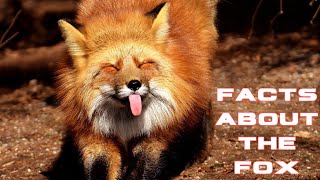 facts for the fox! five facts about the fox plus a quiz!