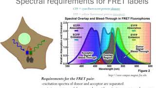 embo practical course on quantitative fret frap and fcs live cell fret