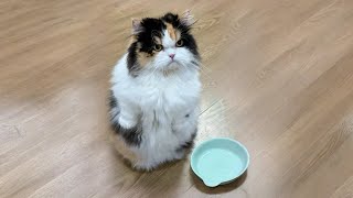 The Most Adorable Kitten Moments Ever 😻🐾
