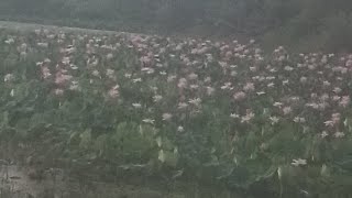 Kamal ki video | talab mein khile hue Kamal ki video