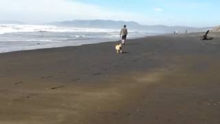 Ruby likes chasing birds