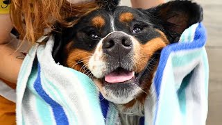 He'd Never Been Groomed Before...But Watch What Happens 😍