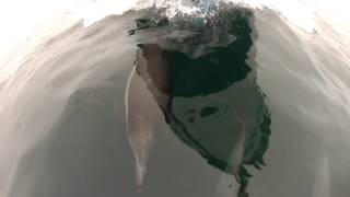 Common Dolphin Voyager Whale Watch 08252012 GOPR3722.MP4