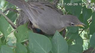 Robins Nest - New born chicks (4-6 Hours old)